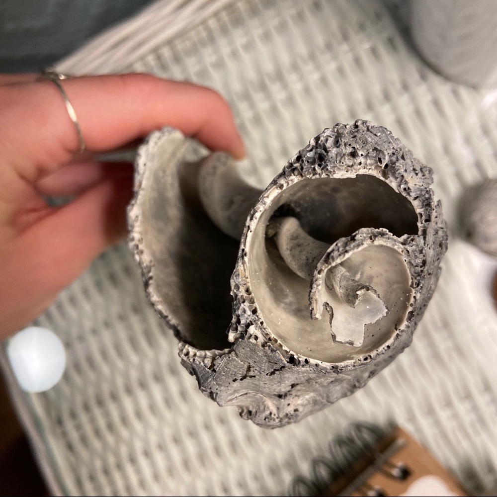 Real Conch Shell: Knick-knack decor - Picture 4 of 6